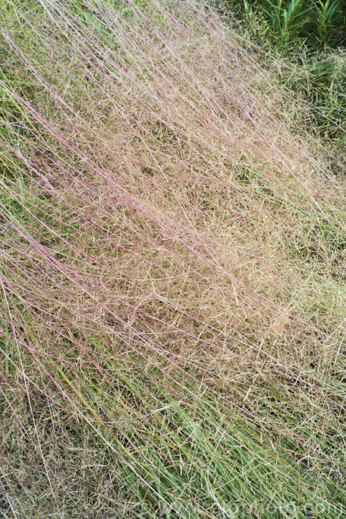 The mature seed heads of Pheasant's Tail Grass (<i>Anemanthele lessoniana [syns. Oryzopsis lessoniana, Stipa arundinacea]), a fine-leafed, clumping grass with airy, feathery flower and seed heads up to 1m tall It is native to New Zealand and in autumn and winter the foliage will often develop bright bronze to orange-brown tones. Order: Poales, Family: Poaceae