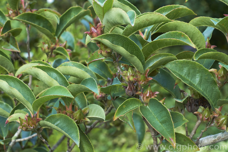 The seed capsules of Stewartia pteropetiolata, a late spring- to early summer-flowering evergreen shrub or small tree that can grow to around 6m tall It is native to Korea and the flowers are up to 3cm wide. Order: Ericales, Family: Theaceae