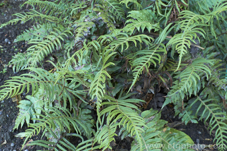 Blechnum vulcanicum, an evergreen fern found around the western Pacific from the Philippines and Indonesia to New Zealand It has a spreading habit, a sturdy rhizome and can eventually develop a short trunk. The sterile fronds are up to 60cm long