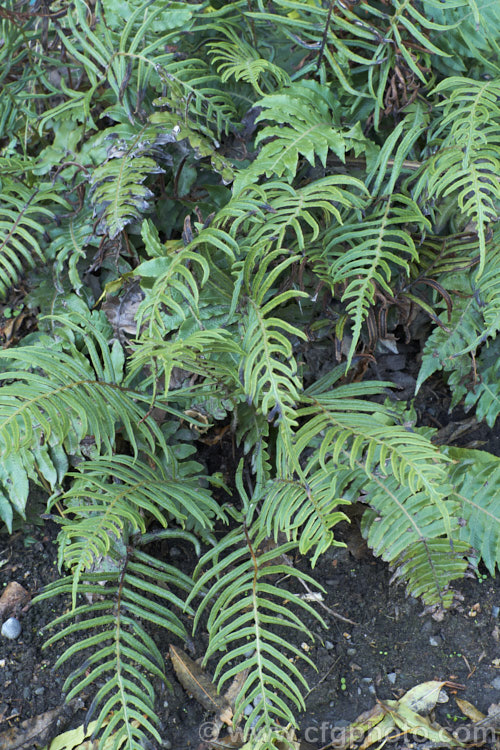 Blechnum vulcanicum, an evergreen fern found around the western Pacific from the Philippines and Indonesia to New Zealand It has a spreading habit, a sturdy rhizome and can eventually develop a short trunk. The sterile fronds are up to 60cm long