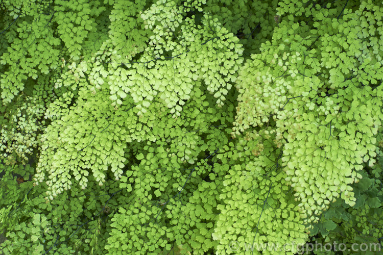 Common Maidenhair Fern (<i>Adiantum aethiopicum</i>), spreading, clump-forming fern found in South Africa, Australia and New Zealand. The fine, lacy, light green fronds are up to 80cm long. This species is one of the maidenhair ferns that is widely cultivated as an indoor plant. Order: Polypodiales, Family: Pteridaceae