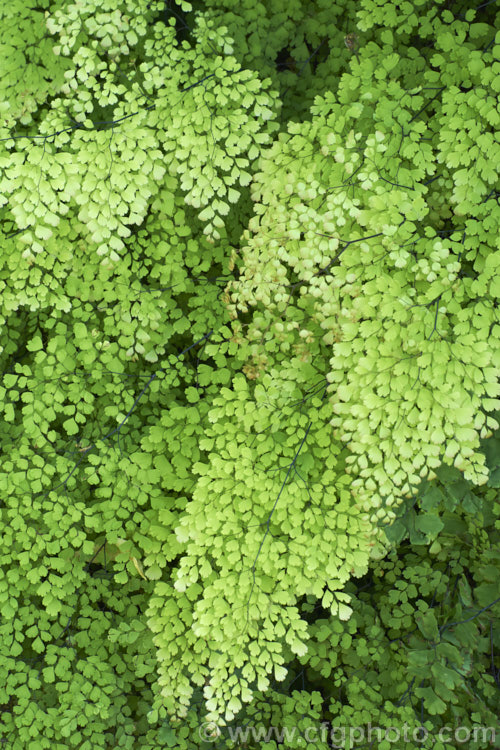 Common Maidenhair Fern (<i>Adiantum aethiopicum</i>), spreading, clump-forming fern found in South Africa, Australia and New Zealand. The fine, lacy, light green fronds are up to 80cm long. This species is one of the maidenhair ferns that is widely cultivated as an indoor plant. Order: Polypodiales, Family: Pteridaceae