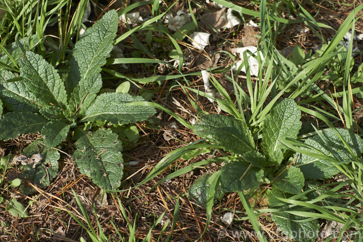 The first season foliage of Twiggy. Mullein or Wand. Mullein (<i>Verbascum virgatum</i>), a western European biennial that has now become widely naturalised as a weed of waste ground. It forms a flat rosette of dark green foliage in its first season and develops a woody, yellow-flowered stem up to 15m tall in the second year. verbascum-3385htm'>Verbascum. <a href='scrophulariaceae-plant-family-photoshtml'>Scrophulariaceae</a>.