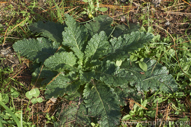 The first season foliage of Twiggy. Mullein or Wand. Mullein (<i>Verbascum virgatum</i>), a western European biennial that has now become widely naturalised as a weed of waste ground. It forms a flat rosette of dark green foliage in its first season and develops a woody, yellow-flowered stem up to 15m tall in the second year. verbascum-3385htm'>Verbascum. <a href='scrophulariaceae-plant-family-photoshtml'>Scrophulariaceae</a>.