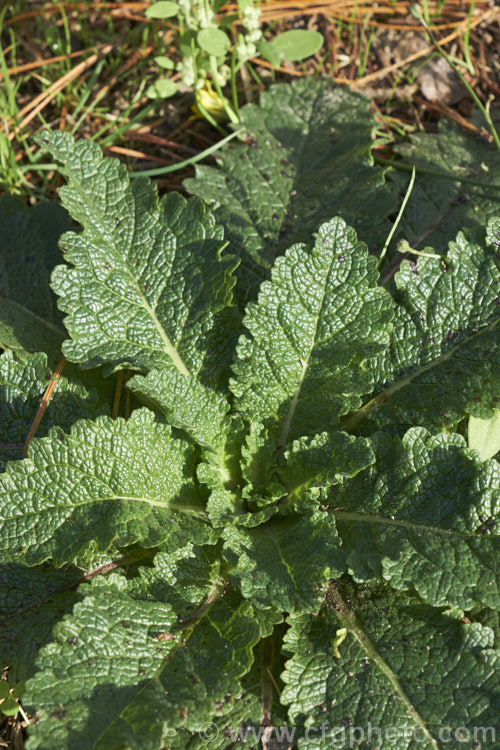 The first season foliage of Twiggy. Mullein or Wand. Mullein (<i>Verbascum virgatum</i>), a western European biennial that has now become widely naturalised as a weed of waste ground. It forms a flat rosette of dark green foliage in its first season and develops a woody, yellow-flowered stem up to 15m tall in the second year. verbascum-3385htm'>Verbascum. <a href='scrophulariaceae-plant-family-photoshtml'>Scrophulariaceae</a>.