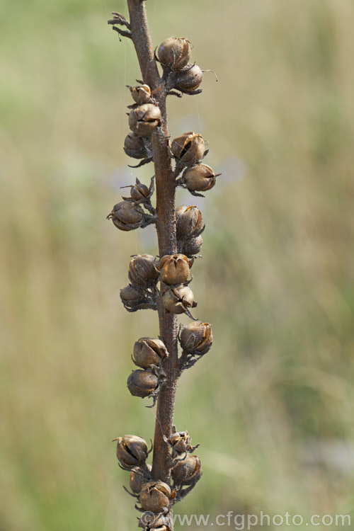 The seed capsules of Twiggy. Mullein or Wand. Mullein (<i>Verbascum virgatum</i>), a western European biennial that has now become widely naturalised as a weed of waste ground. It forms a flat rosette of dark green foliage in its first season and develops a woody, yellow-flowered stem up to 15m tall in the second year. verbascum-3385htm'>Verbascum. <a href='scrophulariaceae-plant-family-photoshtml'>Scrophulariaceae</a>.