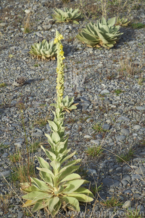 Aaron's Rod (<i>Verbascum thapsus</i>), a Eurasian biennial that in its second year develops a flower spike up to 2m tall It has become widely naturalised and is now considered a weed in many areas, though as it tends to thrive only on poor ground, it is usually tolerated. verbascum-3385htm'>Verbascum. <a href='scrophulariaceae-plant-family-photoshtml'>Scrophulariaceae</a>.
