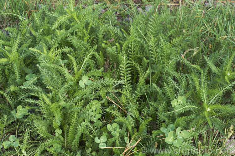 The young foliage of Common Yarrow (<i>Achillea millefolium</i>) growing as a pasture weed. A vigorous, summer-flowering, Eurasian perennial, Yarrow has naturalised in many parts of the world. Although often considered a weed in its wild form, it has given rise to many garden cultivars and hybrids. Yarrow also has many traditional herbal uses. Order: Asterales, Family: Asteraceae