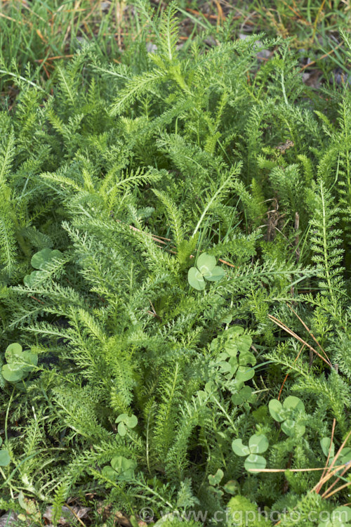 The young foliage of Common Yarrow (<i>Achillea millefolium</i>) growing as a pasture weed. A vigorous, summer-flowering, Eurasian perennial, Yarrow has naturalised in many parts of the world. Although often considered a weed in its wild form, it has given rise to many garden cultivars and hybrids. Yarrow also has many traditional herbal uses. Order: Asterales, Family: Asteraceae