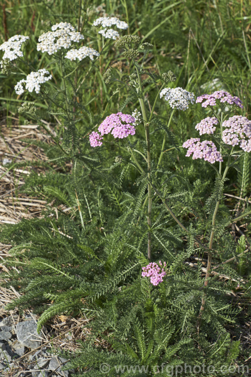 Common Yarrow (<i>Achillea millefolium</i>), a vigorous, summer-flowering, Eurasian perennial that has naturalised in many parts of the world. Although often considered a weed in its wild form, it has showy flowerheads that occur in a range of colours, as shown here, and it has given rise to many garden cultivars and hybrids. Yarrow also has many traditional herbal uses. Order: Asterales, Family: Asteraceae