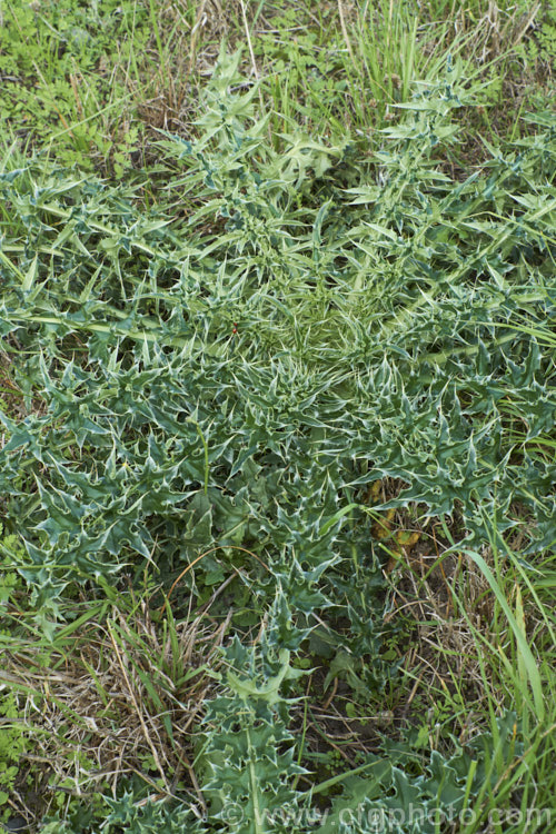 The overwintering foliage rosette of Nodding Thistle or Musk Thistle (<i>Carduus nutans</i>), a biennial thistle native to Eurasia but now a widespread weed in many temperate and subtropical areas of both hemispheres. It can grow to as much as 15m tall, is spiny all-over and the flowerheads are usually nodding, though they can be held horizontal or semi-erect. Order: Asterales, Family: Asteraceae