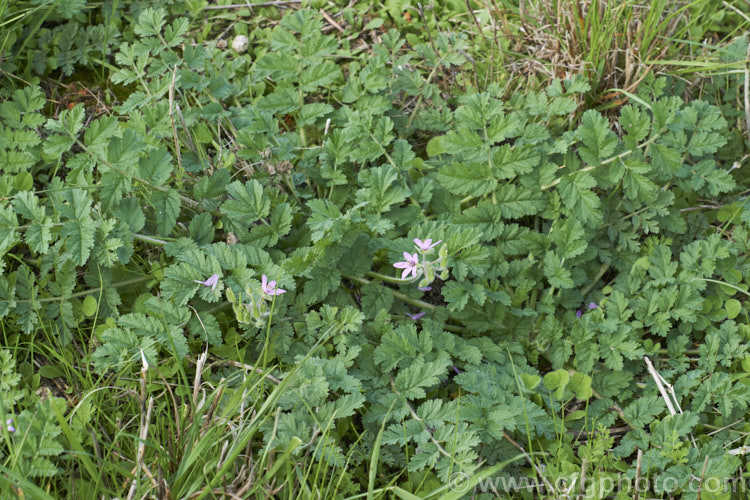 Musky. Storksbill or Whitestem. Filaree (<i>Erodium moschatum</i>), a now widely naturalised annual or biennial originally native to Eurasia and North Africa. When young it is similar to Erodium cicutarium but is ultimately much larger, ultimately up to 45 cm high in flower.