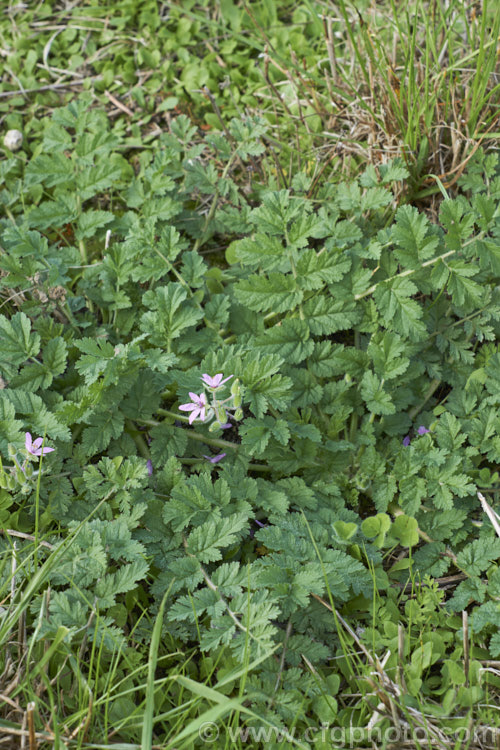 Musky. Storksbill or Whitestem. Filaree (<i>Erodium moschatum</i>), a now widely naturalised annual or biennial originally native to Eurasia and North Africa. When young it is similar to Erodium cicutarium but is ultimately much larger, ultimately up to 45 cm high in flower.