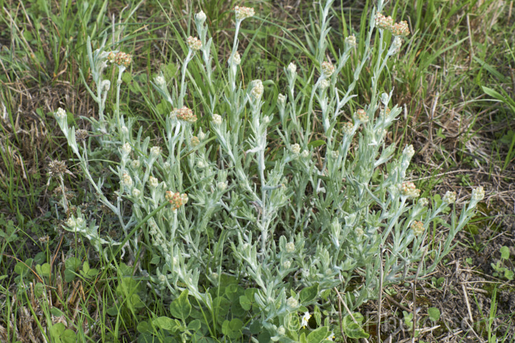 Jersey. Cudweed (<i>Laphangium luteoalbum [syns. Gnaphalium luteoalbum, Helichrysum luteoalbum]), an annual daisy with silver felted leaves and heads of small petalless flowers that rapidly develop into a fluffy seed head. Probably originally Eurasian, it is now widely established as a weed of cultivation. laphangium-3523htm'>Laphangium.