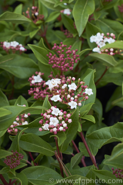 Viburnum tinus 'Eve. Price', a compact, heavy-flowering cultivar of the Laurustinus, an evergreen winter-spring-flowering shrub native to southern Europe and North Africa 'Eve. Price' grows to around 2m high and wide. viburnum-2081htm'>Viburnum.. viburnum-2081htm'>Viburnum. <a href='adoxaceae-plant-family-photoshtml'>Adoxaceae</a>.