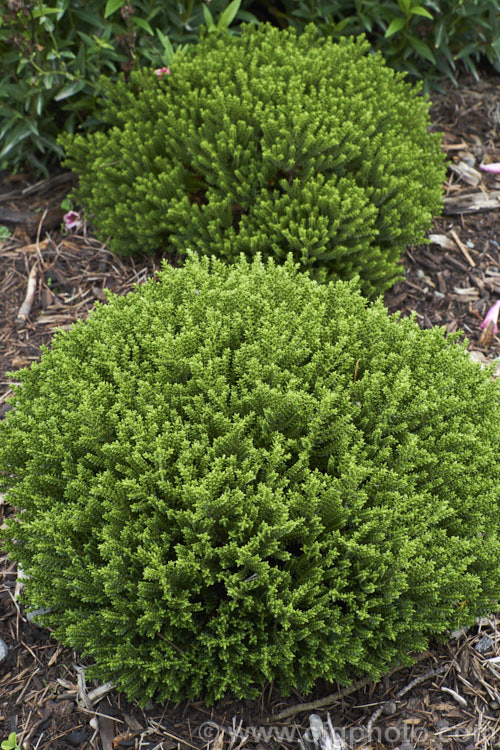 Veronica (syn. Hebe</i>) 'Emerald. Gem', a very compact cultivar of uncertain parentage, this evergreen shrub grows to around 25cm high x 40cm wide. Its foliage is almost whipcord in style, though the individual leaves are still quite easily distinguished. It has short spikes of white flow but is mainly cultivated for its dense foliage and form
