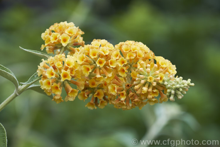 Buddleja x weyeriana 'Golden Glow', a cultivar of a cross between the deciduous. Buddleja davidii fromAsia and the evergreen. Buddleja globosa from South America 'Golden Glow' and the pink-tinted 'Moonlight' were the two original selections from the cross made by van der. Weyer. The shrub is semi-deciduous in mild areas, grows to around 2m high and wide, and flowers over a long season. buddleja-2053htm'>Buddleja. <a href='scrophulariaceae-plant-family-photoshtml'>Scrophulariaceae</a>.