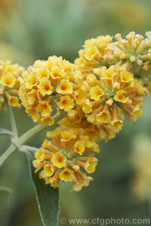 Buddleja x weyeriana 'Golden Glow', a cultivar of a cross between the deciduous. Buddleja davidii fromAsia and the evergreen. Buddleja globosa from South America 'Golden Glow' and the pink-tinted 'Moonlight' were the two original selections from the cross made by van der. Weyer. The shrub is semi-deciduous in mild areas, grows to around 2m high and wide, and flowers over a long season. buddleja-2053htm'>Buddleja. <a href='scrophulariaceae-plant-family-photoshtml'>Scrophulariaceae</a>.