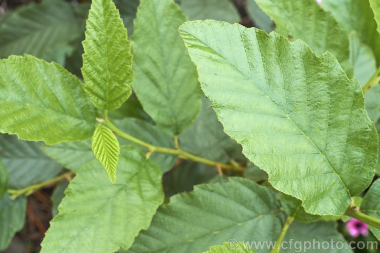 The foliage of a young Red Alder (<i>Alnus rubra</i>), a 20-35m tall deciduous tree native to western North America, where it occurs from southern Alaska to northern California. The common name comes not from the male catkins, which are red when mature, but from the bright orange-red under-bark that is exposed when the pale grey surface is cut or scraped. NativeAmericans used the red alder bark in medicines and to make dyes. alnus-2121htm'>Alnus. <a href='betulaceae-plant-family-photoshtml'>Betulaceae</a>.