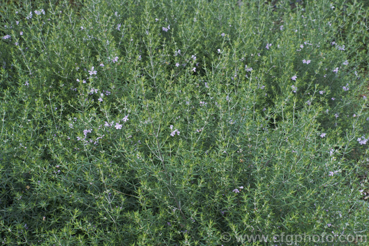 Australian Rosemary (<i>Westringia fruticosa [syn. Westringia rosmariniformis]). Despite the common name, this 15m tall evergreen, spring- to summer-flowering shrub from coastal eastern Australian has no herbal uses and is grown as an ornamental. The flowers range in colour from white to purplish mauve. westringia-2933htm'>Westringia.