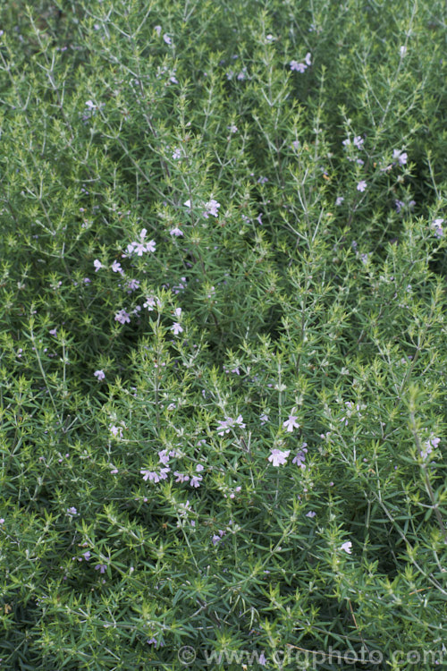 Australian Rosemary (<i>Westringia fruticosa [syn. Westringia rosmariniformis]). Despite the common name, this 15m tall evergreen, spring- to summer-flowering shrub from coastal eastern Australian has no herbal uses and is grown as an ornamental. The flowers range in colour from white to purplish mauve. westringia-2933htm'>Westringia.