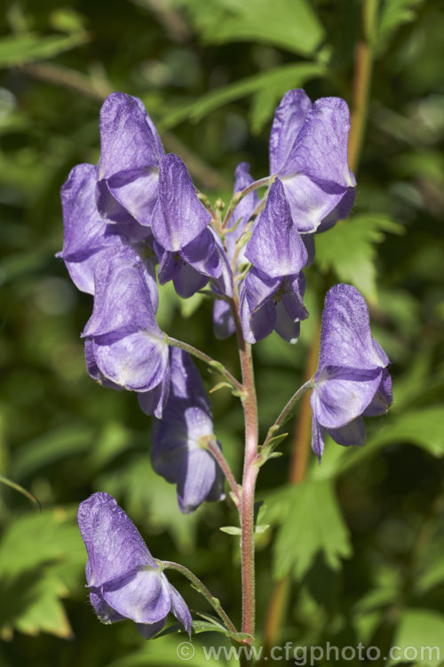 Monkshood, Wolf's Bane or Friar's Cap (<i>Aconitum napellus</i>), a summer- to autumn-flowering perennial that occurs naturally over much of the northern temperate region. Its stems can grow to over 1m tall, but often bend over under the weight of flowers once they begin to bloom. Extracts are used in some herbal medicine but the plant is quite toxic, potentially fatally. Order: Ranunculales, Family: Ranunculaceae