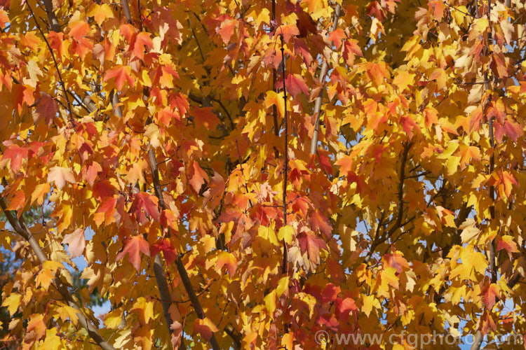 The autumn foliage of <i>Acer rubrum</i> 'Columnare', a broadly columnar 20m tall cultivar of the red, scarlet or swamp maple of eastern and central North America, notable for its vivid autumn foliage colours. Order: Sapindales, Family: Sapindaceae