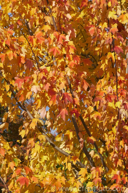 The autumn foliage of <i>Acer rubrum</i> 'Columnare', a broadly columnar 20m tall cultivar of the red, scarlet or swamp maple of eastern and central North America, notable for its vivid autumn foliage colours. Order: Sapindales, Family: Sapindaceae