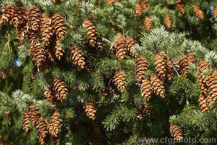 Mature cones of the Douglas. Fir (<i>Pseudotsuga menziesii</i>), a strong-growing western North America coniferous tree that can grow to as much as 100m tall It is an important timber tree. pseudotsuga-2760htm'>Pseudotsuga. <a href='pinaceae-plant-family-photoshtml'>Pinaceae</a>.