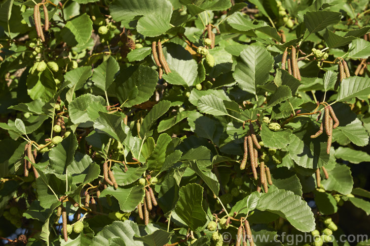 Common Alder (<i>Alnus glutinosa</i>), a very hardy, 20-30m tall, moisture-loving deciduous tree native to Eurasia and North Africa. Its catkins develop in autumn. alnus-2121htm'>Alnus. <a href='betulaceae-plant-family-photoshtml'>Betulaceae</a>.