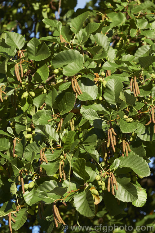 Common Alder (<i>Alnus glutinosa</i>), a very hardy, 20-30m tall, moisture-loving deciduous tree native to Eurasia and North Africa. Its catkins develop in autumn. alnus-2121htm'>Alnus. <a href='betulaceae-plant-family-photoshtml'>Betulaceae</a>.