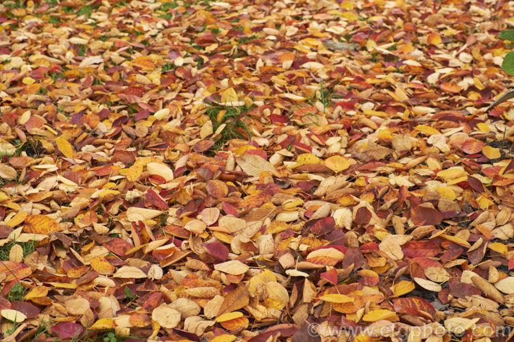 Fallen autumn leaves of Amelanchier spicata, a spring-flowering deciduous shrub native to northeastern North America. It grows to around 2-4m tall and the flowers are followed by small purple-black fruit. Order: Rosales, Family: Rosaceae