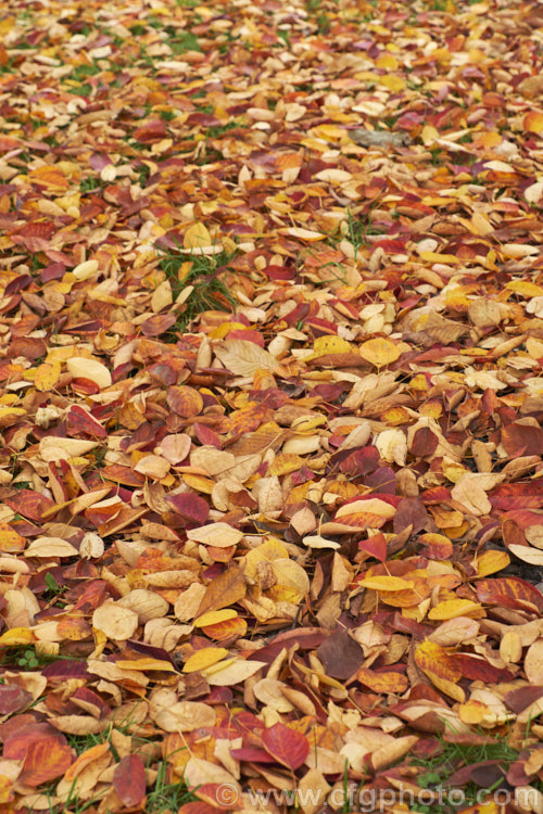 Fallen autumn leaves of Amelanchier spicata, a spring-flowering deciduous shrub native to northeastern North America. It grows to around 2-4m tall and the flowers are followed by small purple-black fruit. Order: Rosales, Family: Rosaceae