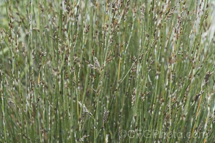 Jointed. Wire Rush or Oioi (<i>Apodasmia similis [syn. Leptocarpus similis]), a fine-stemmed rush native to New Zealand, where it occurs in a wide range of damp soils from coastal salt flats to riverbanks and around hot springs. It is often used in naturalistic plantings as a bulk filler. apodasmia-3525htm'>Apodasmia.