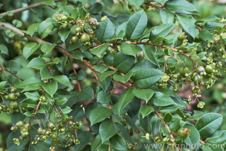 Luma (<i>Amomyrtus luma [syns. Myrtus luma, Luma apiculata]) with near-mature fruit. This evergreen shrub or tree fromChile and Argentina is up to 20m tall and has scented flowers followed by small, edible black berries. Order: Myrtales, Family: Myrtaceae