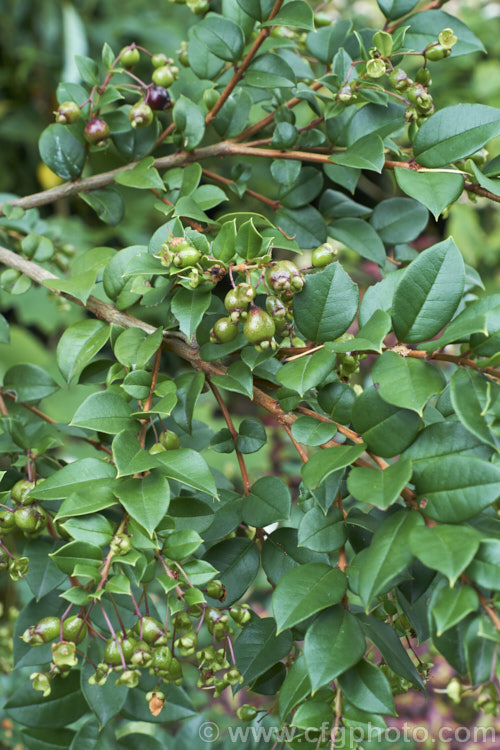 Luma (<i>Amomyrtus luma [syns. Myrtus luma, Luma apiculata]) with near-mature fruit. This evergreen shrub or tree fromChile and Argentina is up to 20m tall and has scented flowers followed by small, edible black berries. Order: Myrtales, Family: Myrtaceae