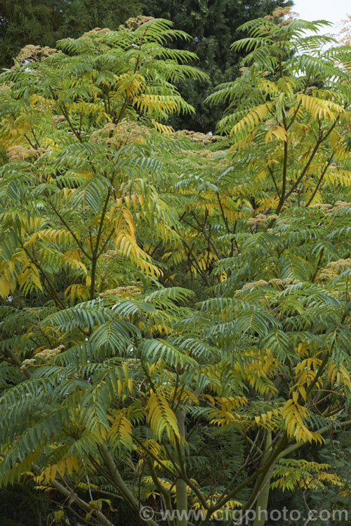 Japanese Prickly Ash (<i>Zanthoxylum ailanthoides</i>) in autumn. This deciduous tree, which can grow to 18m tall, has sprays of small greenish white flowers that develop into clusters of purple-black berries. The tree is native to Japan and nearby parts of China and temperate to subtropical East Asia.