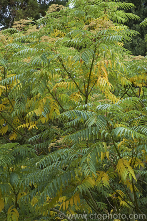 Japanese Prickly Ash (<i>Zanthoxylum ailanthoides</i>) in autumn. This deciduous tree, which can grow to 18m tall, has sprays of small greenish white flowers that develop into clusters of purple-black berries. The tree is native to Japan and nearby parts of China and temperate to subtropical East Asia.