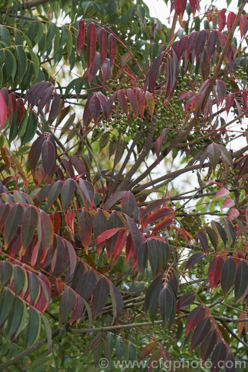 Wax Tree (<i>Toxicodendron succedaneum [syn. Rhus succedanea]), a small tree from eastern Asia, the foliage of which can cause an allergic dermatitis. The foliage often develops vivid red and orange to purplish autumn tones and its crushed fruits have been used to make candle wax. They can also produce bio-diesel. Order: Sapindales, Family: Anacardiaceae