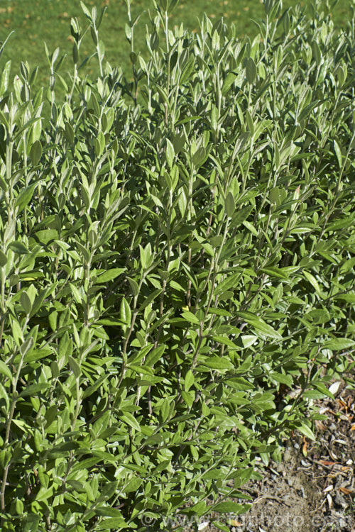 Corokia x virgata 'Geenty's Green', a bright green-leafed cultivar of a common natural hybrid between Corokia cotoneaster and Corokia buddleioides, two evergreen, wiry-stemmed shrubs native to New Zealand It has small yellow flowers that are followed by orange-yellow berries 'Geenty's Green' is often grown as a hedge. Order: Asterales, Family: Argophyllaceae