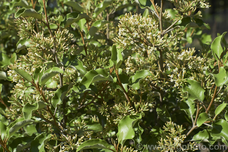 Akiraho (<i>Olearia paniculata</i>), a 2-6m tall evergreen shrub native to New Zealand. The clusters of tiny flowers shown here open in autumn and are very fragrant. This species is a popular hedging plant. Order: Asterales, Family: Asteraceae