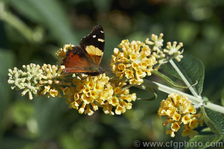 A yellow admiral butterfly on a flowerhead of Buddleja x weyeriana 'Golden Glow', a cultivar of a cross between the deciduous. Buddleja davidii fromAsia and the evergreen. Buddleja globosa from South America 'Golden Glow' and the pink-tinted 'Moonlight' were the two original selections from the cross made by van der. Weyer. The shrub is semi-deciduous in mild areas, grows to around 2m high and wide, and flowers over a long season. buddleja-2053htm'>Buddleja. <a href='scrophulariaceae-plant-family-photoshtml'>Scrophulariaceae</a>.