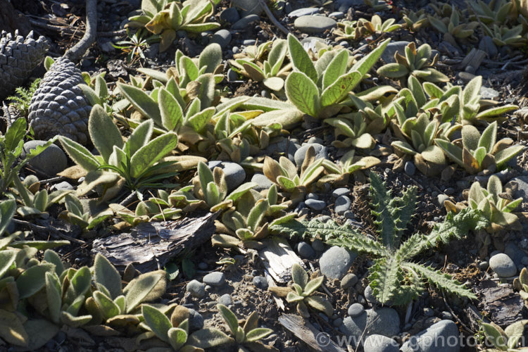 Seedlings of Aaron's Rod (<i>Verbascum thapsus</i>) growing on rough, stony ground. This species is a Eurasian biennial that in its second year develops a flower spike up to 2m tall It has become widely naturalised and is now considered a weed in many areas, though as it tends to thrive only on poor ground, it is usually tolerated. verbascum-3385htm'>Verbascum. <a href='scrophulariaceae-plant-family-photoshtml'>Scrophulariaceae</a>.