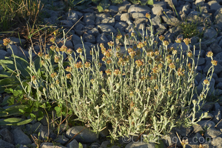 Jersey. Cudweed (<i>Laphangium luteoalbum [syns. Gnaphalium luteoalbum, Helichrysum luteoalbum]), an annual daisy with silver felted leaves and heads of small petalless flowers that rapidly develop into a fluffy seed head. Probably originally Eurasian, it is now widely established as a weed of cultivation. laphangium-3523htm'>Laphangium.