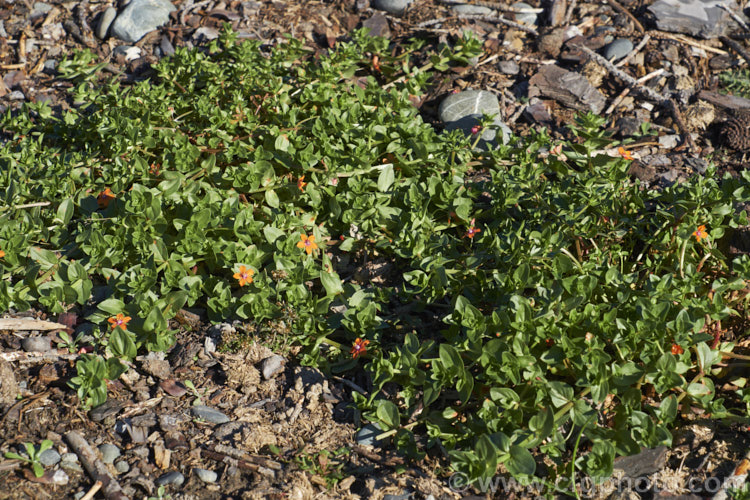 Scarlet Pimpernel (<i>Anagallis arvensis</i>), a small annual, biennial or short-lived perennial that usually appears as a weed in crops, pastures or lawns. Originally native to Europe, though now widespread throughout the temperate zones. Order: Ericales, Family: Primulaceae