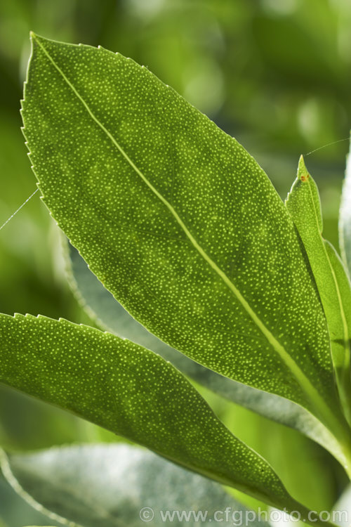 Ngaio (<i>Myoporum laetum</i>), showing the many oil glands that cover the lustrous, bright green foliage. This evergreen shrub or small tree is native to New Zealand and is found mainly in coastal regions. It grows to around 9m tall and has white spring- to summer-borne flowers followed by reddish purple fruits. myoporum-3164htm'>Myoporum. <a href='scrophulariaceae-plant-family-photoshtml'>Scrophulariaceae</a>.