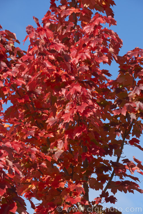 Red Maple, Scarlet Maple or Swamp Maple (<i>Acer rubrum</i>) in late autumn when its foliage develops its most intense colour. This deciduous tree is native to eastern and central North America. It can grow to 40m tall and its 5-7-lobed leaves are up to 10cm wide. Order: Sapindales, Family: Sapindaceae