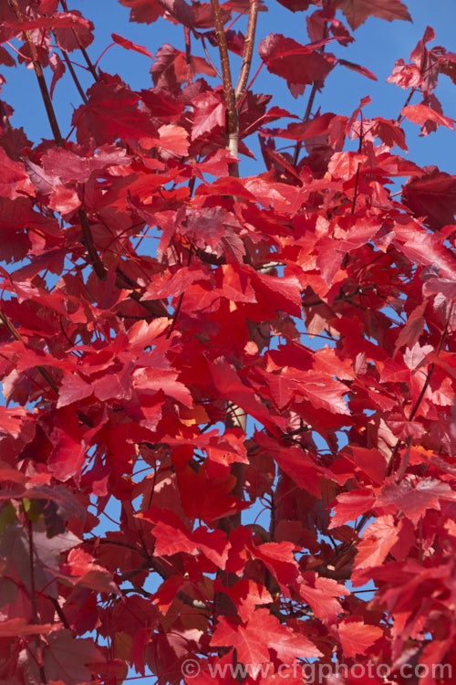 Red Maple, Scarlet Maple or Swamp Maple (<i>Acer rubrum</i>) in late autumn when its foliage develops its most intense colour. This deciduous tree is native to eastern and central North America. It can grow to 40m tall and its 5-7-lobed leaves are up to 10cm wide. Order: Sapindales, Family: Sapindaceae