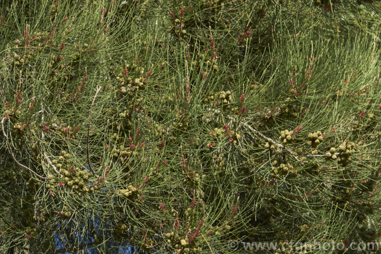 River She-oak or River Oak (<i>Casuarina cunninghamiana</i>) with flowers and near-mature cones. This 20-35m tall tree is native to northern, eastern and southern Australia. Including. Tasmania, extending from the coast to around 150km inland. It is regarded as the tallest of the casuarinas. Note: this species remains in Casuarina and has not been transferred to Allocasuarina. casuarina-2774htm'>Casuarina. <a href='casuarinaceae-plant-family-photoshtml'>Casuarinaceae</a>.