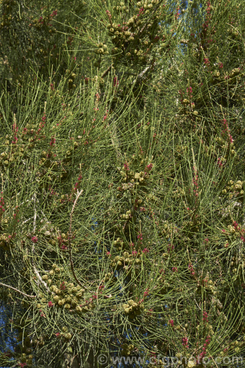 River She-oak or River Oak (<i>Casuarina cunninghamiana</i>) with flowers and near-mature cones. This 20-35m tall tree is native to northern, eastern and southern Australia. Including. Tasmania, extending from the coast to around 150km inland. It is regarded as the tallest of the casuarinas. Note: this species remains in Casuarina and has not been transferred to Allocasuarina. casuarina-2774htm'>Casuarina. <a href='casuarinaceae-plant-family-photoshtml'>Casuarinaceae</a>.